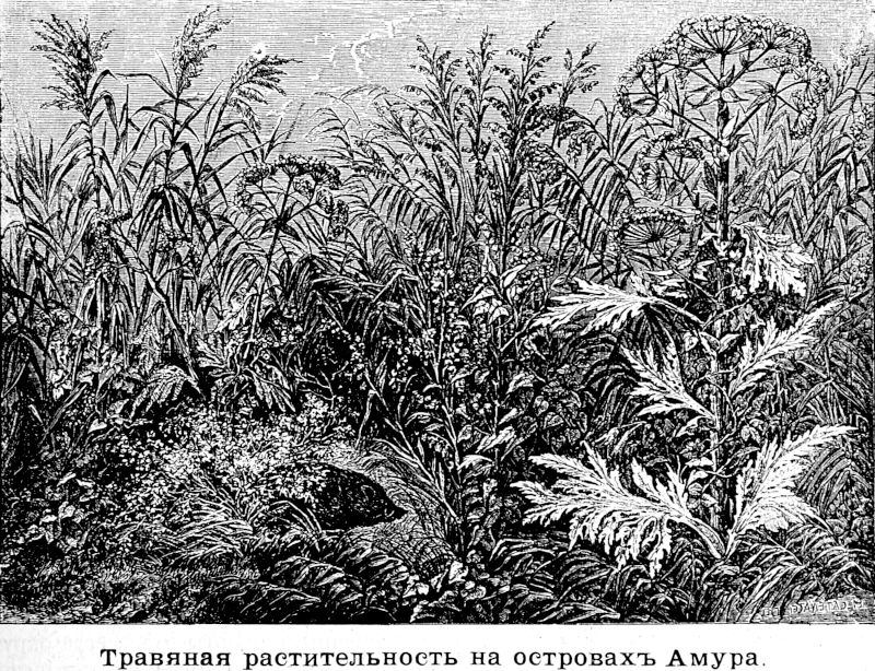 801 Травяная растительность на островах Амура